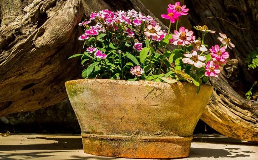 Pflanzschale töpfern und bepflanzen – Handwerk & DIY in Zufikon