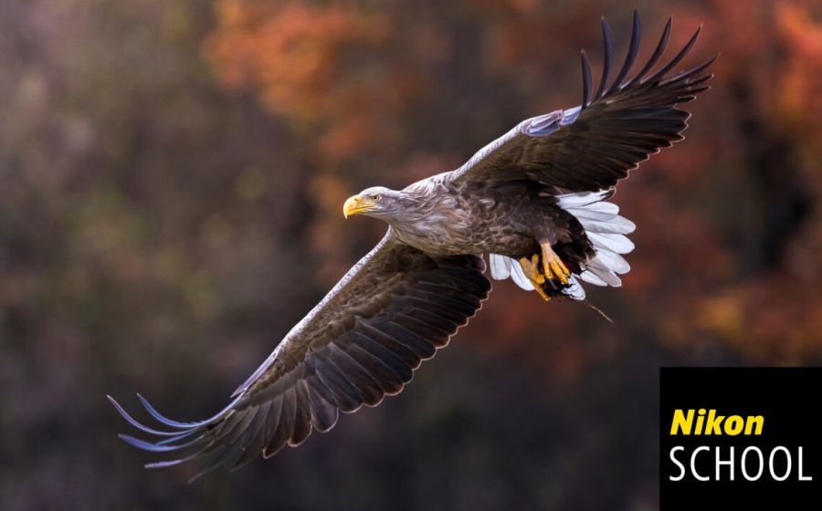 Seeadler Polen Fotoreise – König der Lüfte – Fotografie in Polen
