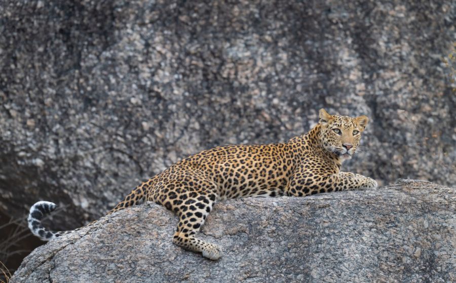 Indien Leoparden Fotoreise – Fotografie in Indien