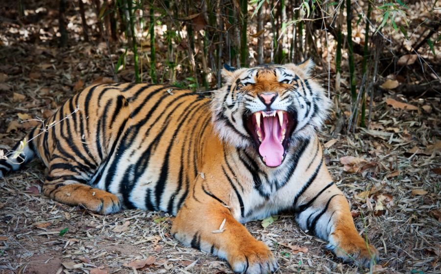 Indien Tiger Fotoreise – Fotografie in Indien