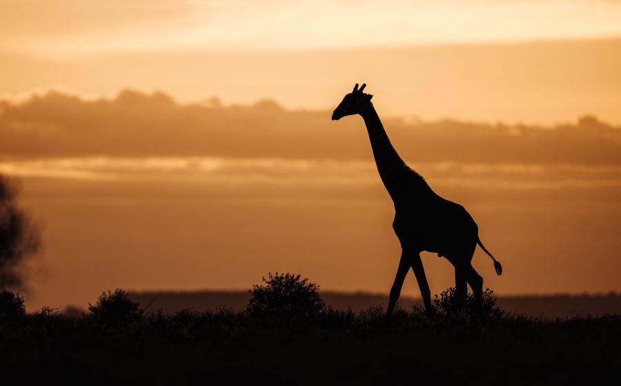 Serengeti Nationalpark – Fotoreise – Fotografie in Serengeti