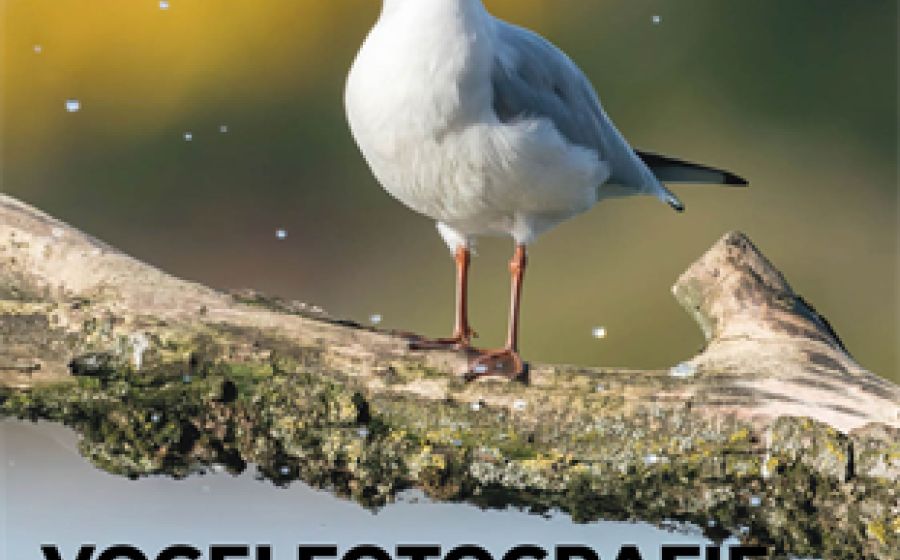 Workshop N741 Vogelfotografie – Fotografie in Luzern