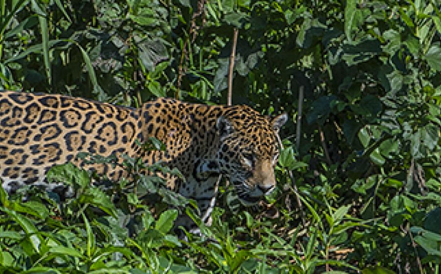 Pantanal – Tierparadies mit vielen Jaguaren – Fotografie in Pantanal (Brasilien)