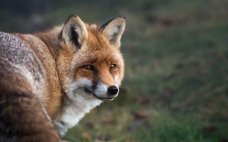 Fotosafari im Tierpark (Tierfotografie) – Fotografie in Goldau