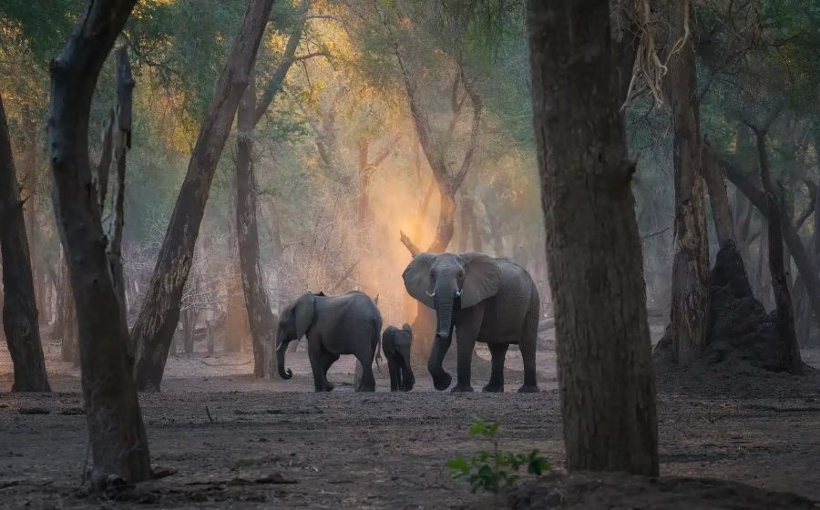 South Luangwa Experience – Fotosafari Sambia – Fotografie in Sambia