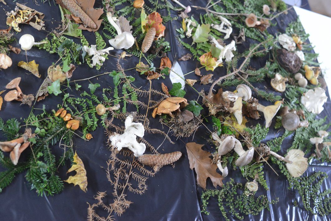 Weiteres Bild zum Kurs Geheimnis des Waldboden Abendkurs: Manuelle Drucktenikenmau